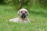 CANE CORSO 1069